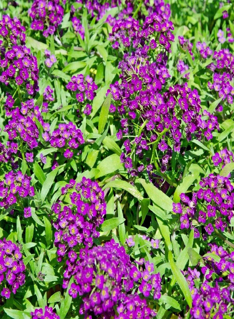 GGOOT Alyssum Oriental Nights - Lobularia maritima Flower Seeds, Also Called Sweet Alison and Sweet Alyssum, Approx. 2500 Seeds Home Garden Planting by Heavy Torch, 10 Grams