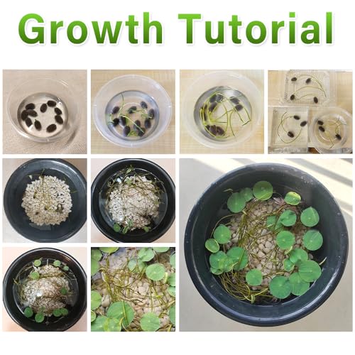 Ficoszo 60pcs Mix Bonsai Lotus Seeds for Planting in Water Bowl Lotus Seed Water Lilys Flower Plant for Ponds and Gardens - Image 2