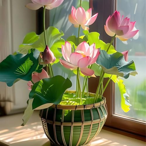 Ficoszo 60pcs Mix Bonsai Lotus Seeds for Planting in Water Bowl Lotus Seed Water Lilys Flower Plant for Ponds and Gardens - Image 5