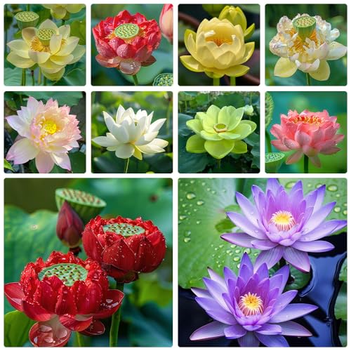 Ficoszo 60pcs Mix Bonsai Lotus Seeds for Planting in Water Bowl Lotus Seed Water Lilys Flower Plant for Ponds and Gardens - Image 1
