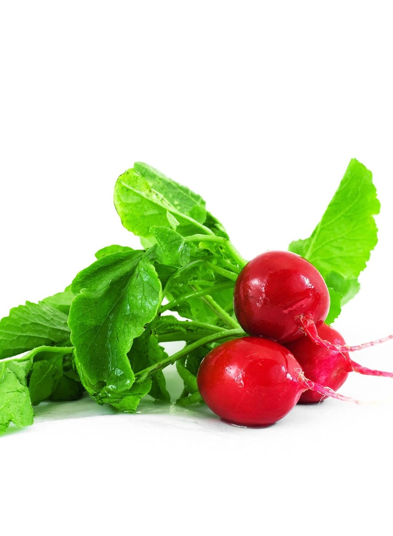 Agrimax Red Radish Premium Quality Seeds by Agrimaxgroup® - Image 2