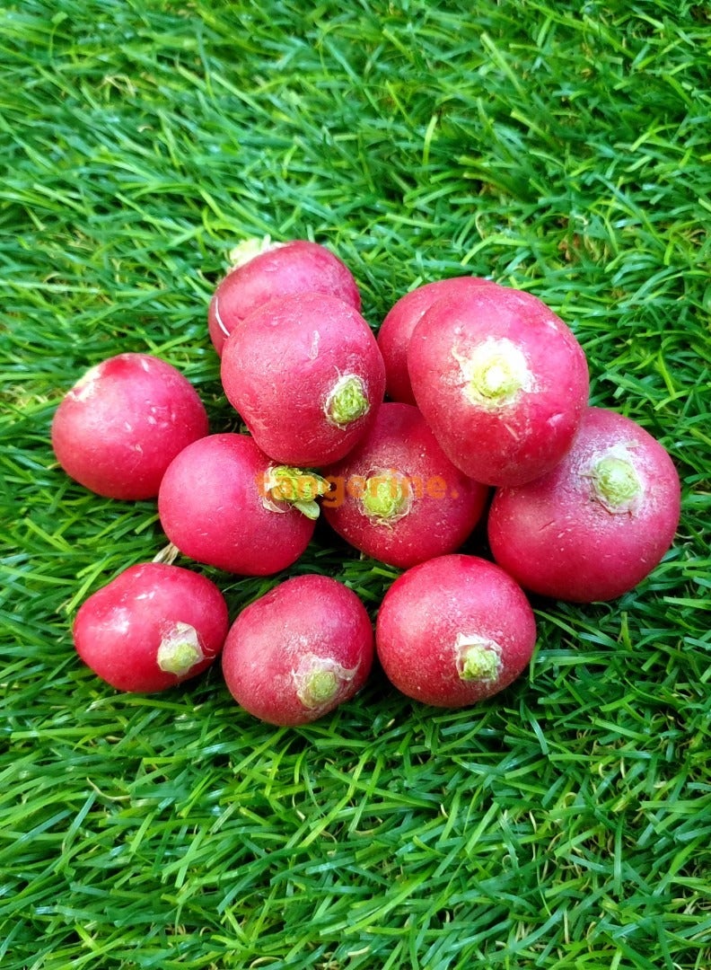 Agrimax Red Radish Premium Quality Seeds by Agrimaxgroup® - Image 5