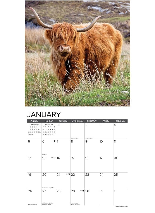 Highland Cows 2025 12 X 12 Wall Calendar - pzsku/ZA680A3976BDF2C86A1AFZ/45/_/1737493944/8ae837ad-e313-4116-b790-bcf20bddce77