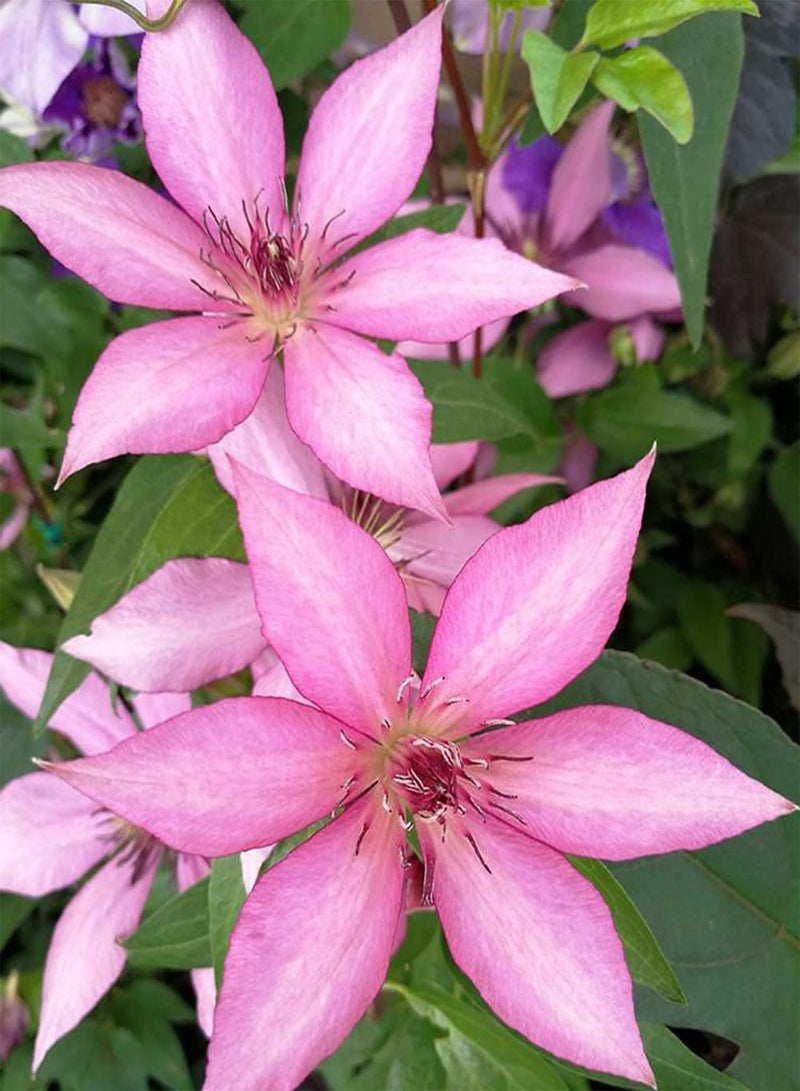 GGOOT 2pcs Perennial Pink Special Clematis seeds Planted in House Side by Wall Have Climbing Ability Bring Visual Enjoyment - Image 2