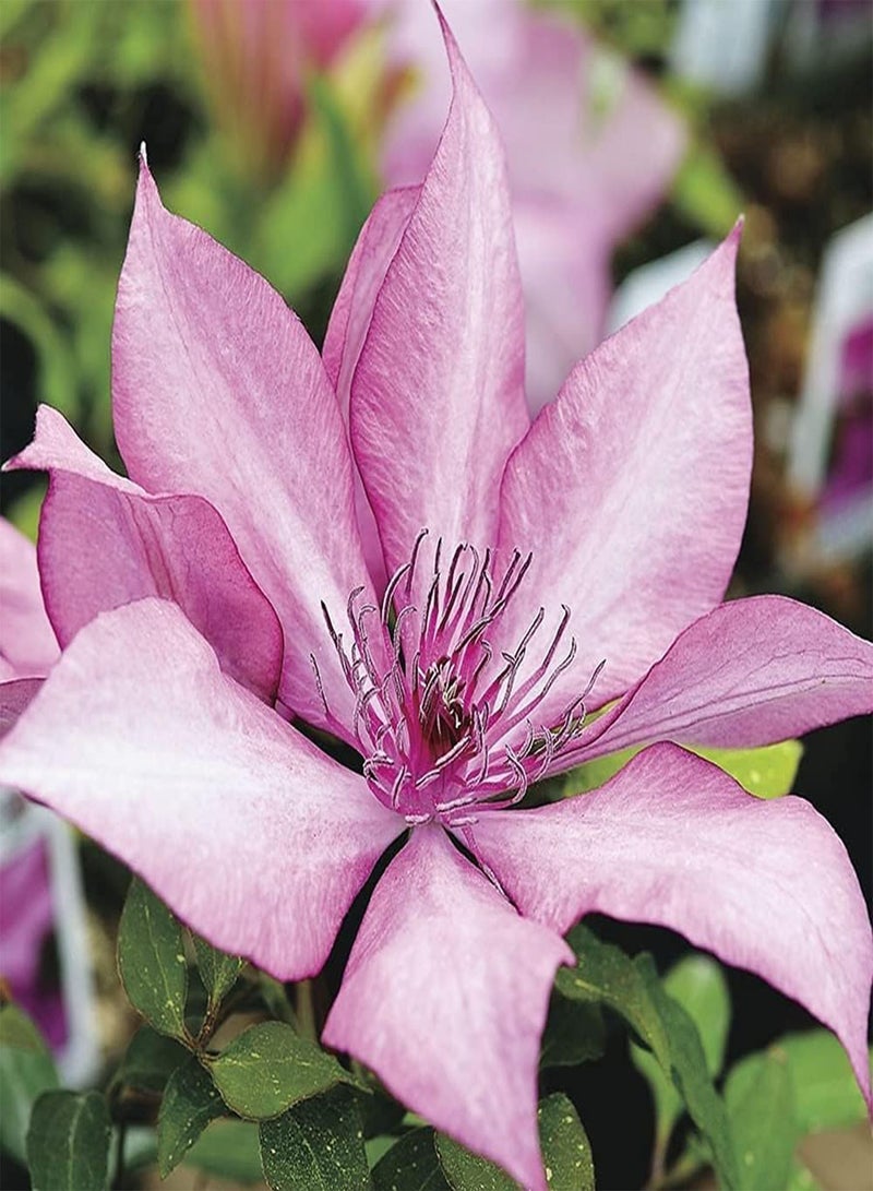 GGOOT 2pcs Perennial Pink Special Clematis seeds Planted in House Side by Wall Have Climbing Ability Bring Visual Enjoyment - Image 3