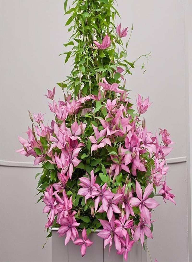 GGOOT 2pcs Perennial Pink Special Clematis seeds Planted in House Side by Wall Have Climbing Ability Bring Visual Enjoyment - Image 1