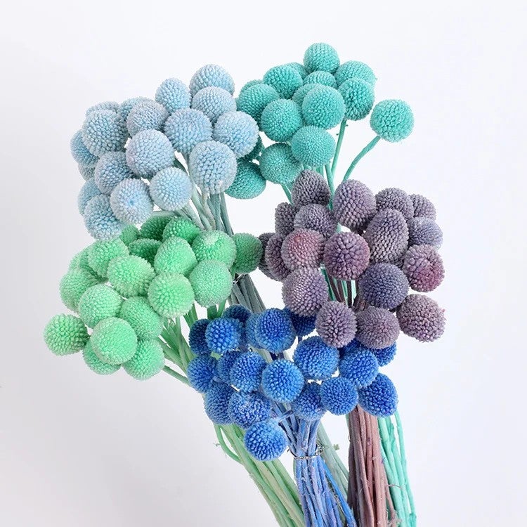 Bluejw Billy Ball Dried Flowers – Preserved Craspedia Globosa for Wedding Bouquets, DIY Arrangements & Home Decor | Natural Dried Plants, Long-Lasting Fresh Cut Look - Image 3