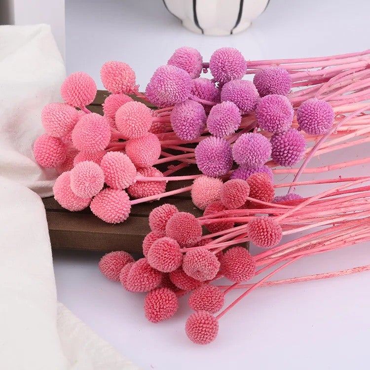 Bluejw Billy Ball Dried Flowers – Preserved Craspedia Globosa for Wedding Bouquets, DIY Arrangements & Home Decor | Natural Dried Plants, Long-Lasting Fresh Cut Look - Image 4