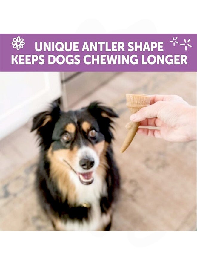 WHIMZEES Wellness Antler Natural Dental Treats for Dogs - M - Image 3