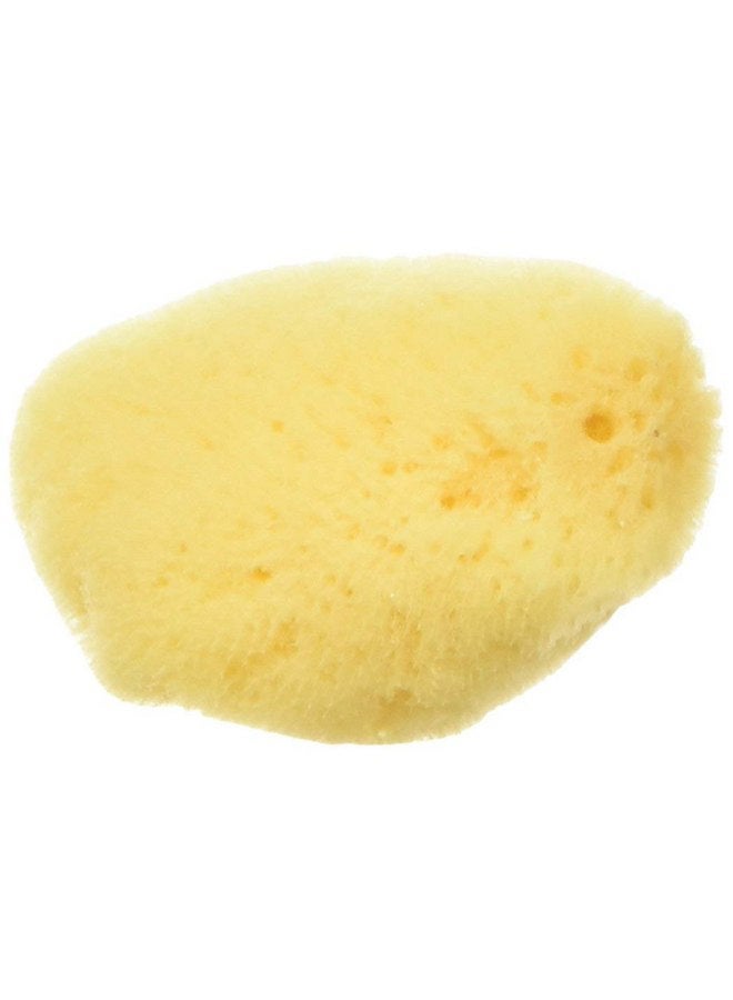 زوو ميد إسفنجة بحرية طبيعية بالكامل من Zoo Med مصنوعة من سرطان البحر الناسك