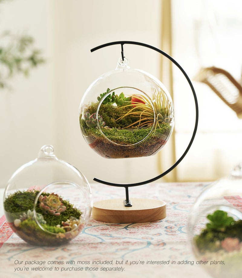 LUCKYRUNES 15-Piece Terrarium Kit with Live Moss â€“ DIY Glass Globe Set with Tools, Soil, Stones & Spray Bottle â€“ Indoor Mini Garden Gift for Plant Lovers, Home Decor & Zen Craft - Image 4