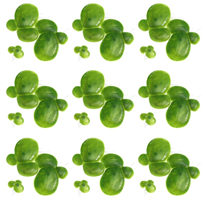 🌱 نبات عائم صناعي للزينة باللون الأخضر - Image 4