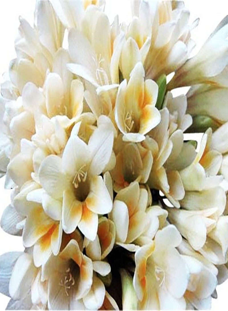 GGOOT 10pcs White Freesia Seeds Loved by Professional Growers Suitable for Indoor Outdoor Planting Window Sill Decoration Good Ecological Effect Planting in Pieces Form Landscape - Image 2