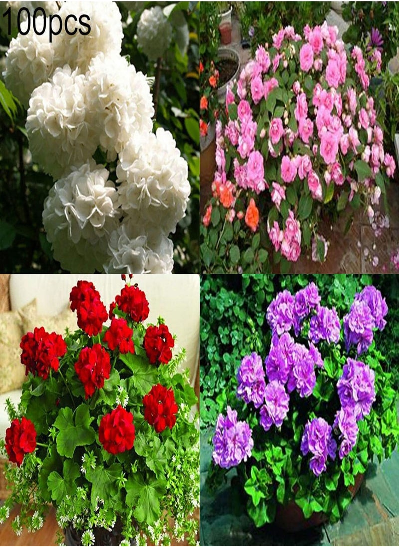 GGOOT - 100Pcs Pelargonium Seeds Geranium Flower Garden Balcony Bonsai Pot Plant Decor - White Geranium Seeds - Flower Seeds Vegetable Seeds Fruit Seeds Garden Plant Seeds - Image 1