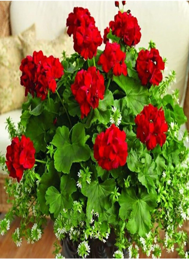 GGOOT - 100Pcs Pelargonium Seeds Geranium Flower Garden Balcony Bonsai Pot Plant Decor - White Geranium Seeds - Flower Seeds Vegetable Seeds Fruit Seeds Garden Plant Seeds - Image 1