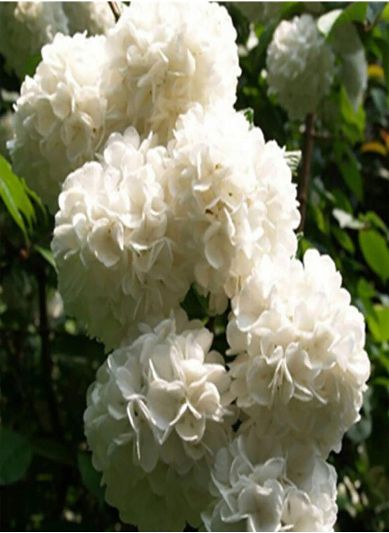 GGOOT - 100Pcs Pelargonium Seeds Geranium Flower Garden Balcony Bonsai Pot Plant Decor - White Geranium Seeds - Flower Seeds Vegetable Seeds Fruit Seeds Garden Plant Seeds - Image 1