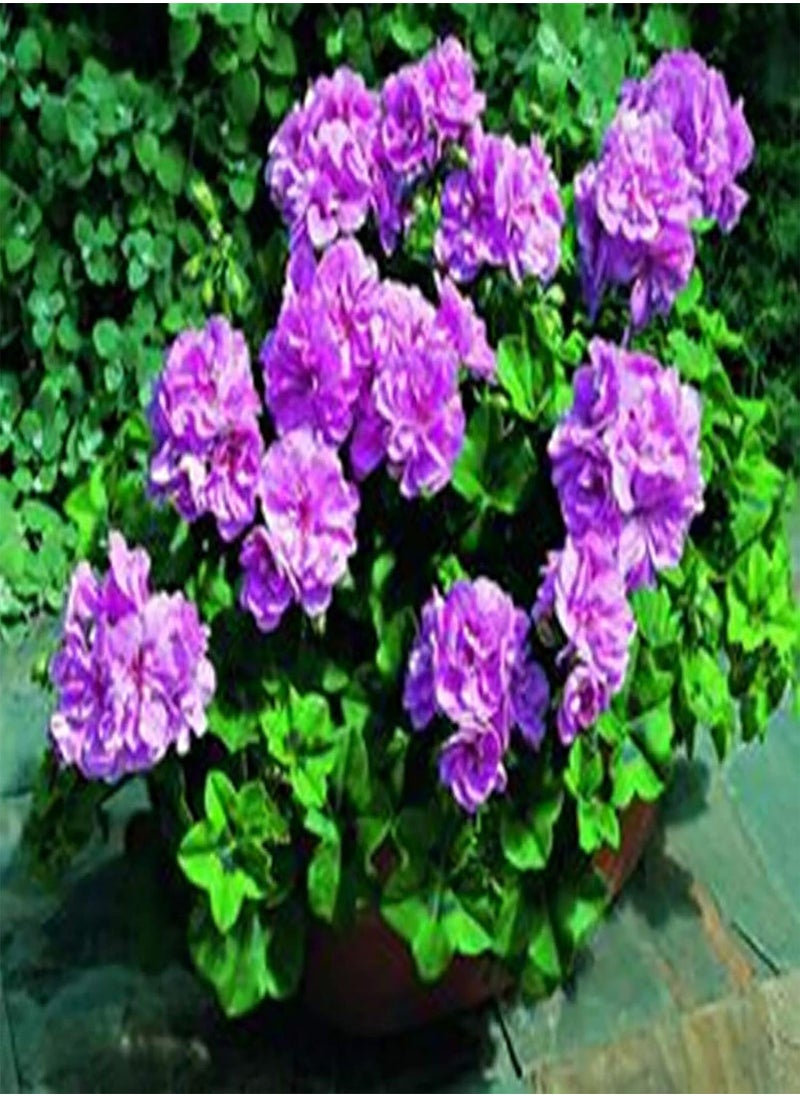 GGOOT - 100Pcs Pelargonium Seeds Geranium Flower Garden Balcony Bonsai Pot Plant Decor - White Geranium Seeds - Flower Seeds Vegetable Seeds Fruit Seeds Garden Plant Seeds - Image 1