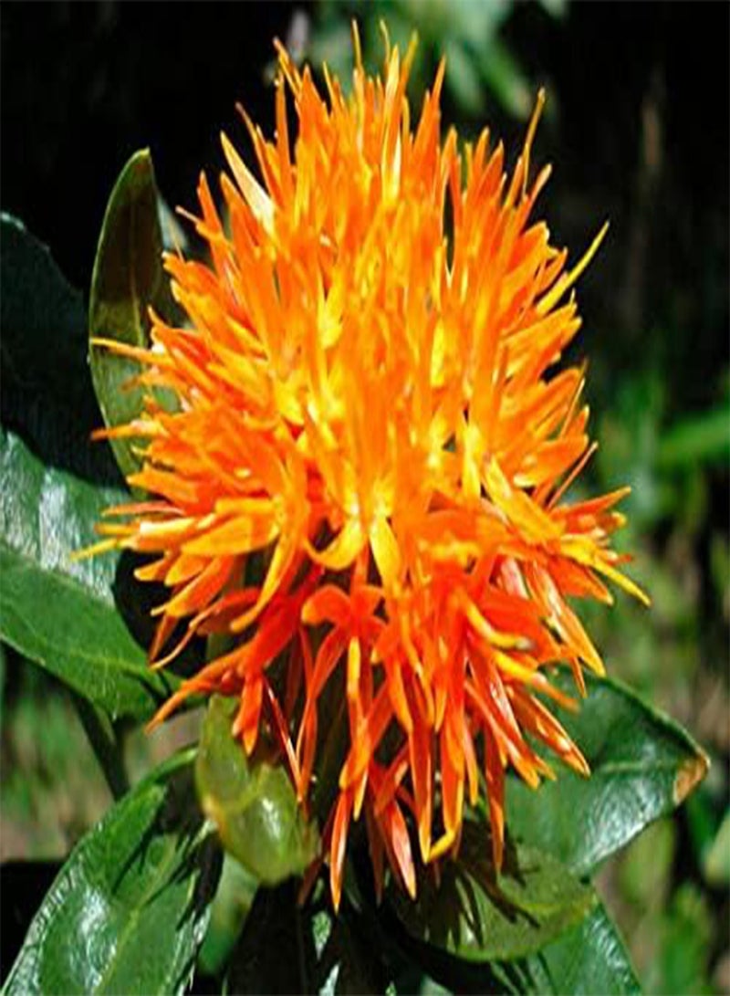 جي جوت بذور زهرة الزعفران البرتقالية، كارثاموس تينكتوريوس، أزهار جميلة لزراعة بذور الحدائق المنزلية، عبوة من 50 بذرة من هيفي تورش - Image 1