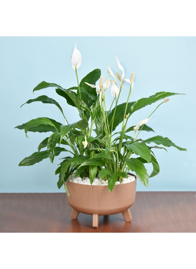 Peace Lilly Garden - pzsku/ZA6D06319E9FD034F45BBZ/45/_/1725455798/59ca1de9-da78-4879-b169-cdd115fff149