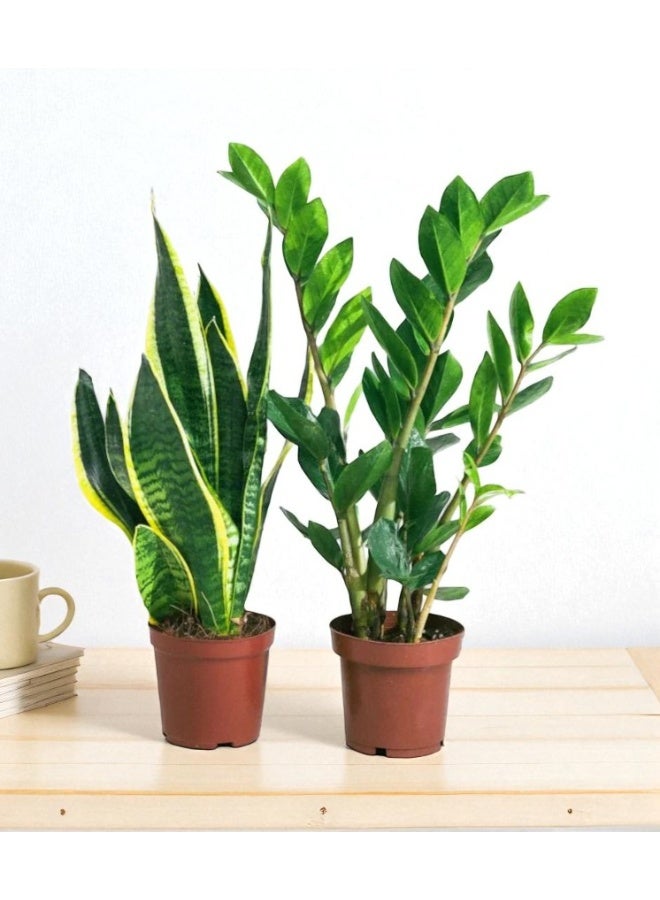 Beginner Plant Set Snake Plant & ZZ Plant (30–50cm Height) | Easy Care Live Indoor Plants for Home & Office | Air Purifying Houseplants in Decorative Pots Perfect Gift Set