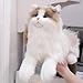 Chongker Stuffed Animals Plush Realistic Animals Plush Toy Lifelike Toy Ragdoll Cat - Image 2