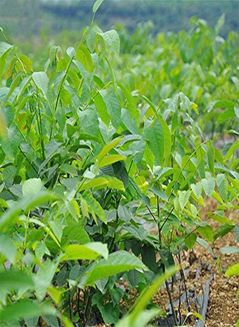 GGOOT Egrow 2Pcs/Bag Green Walnut Seeds Chinese Specialty Green Walnut Seeds New Rare Walnut Seeds Organic Fruits Green Bonsai Potted Tree Seeds Children Intelligence Development Helper - Image 5