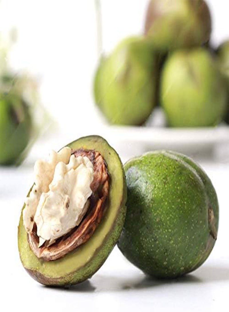 GGOOT Egrow 2Pcs/Bag Green Walnut Seeds Chinese Specialty Green Walnut Seeds New Rare Walnut Seeds Organic Fruits Green Bonsai Potted Tree Seeds Children Intelligence Development Helper - Image 3