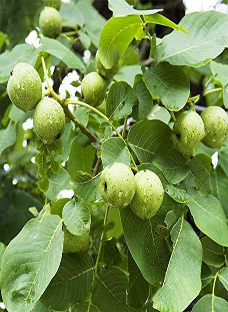 GGOOT Egrow 2Pcs/Bag Green Walnut Seeds Chinese Specialty Green Walnut Seeds New Rare Walnut Seeds Organic Fruits Green Bonsai Potted Tree Seeds Children Intelligence Development Helper - Image 4