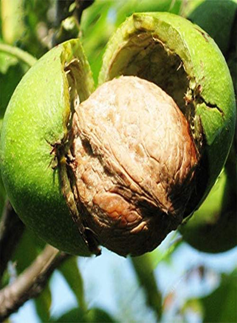 GGOOT Egrow 2Pcs/Bag Green Walnut Seeds Chinese Specialty Green Walnut Seeds New Rare Walnut Seeds Organic Fruits Green Bonsai Potted Tree Seeds Children Intelligence Development Helper - Image 2