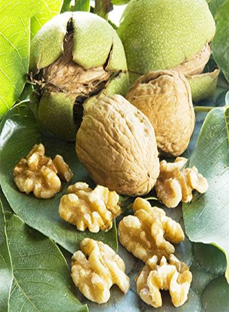 GGOOT Egrow 2Pcs/Bag Green Walnut Seeds Chinese Specialty Green Walnut Seeds New Rare Walnut Seeds Organic Fruits Green Bonsai Potted Tree Seeds Children Intelligence Development Helper - Image 1