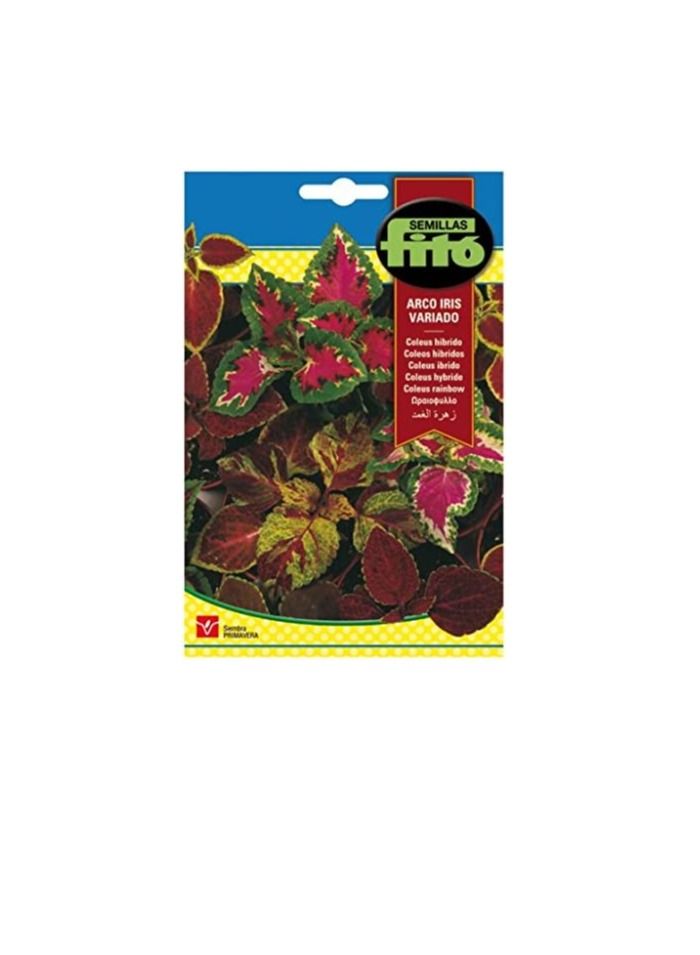 فيتو قوس قزح Fito Coleus - Image 3