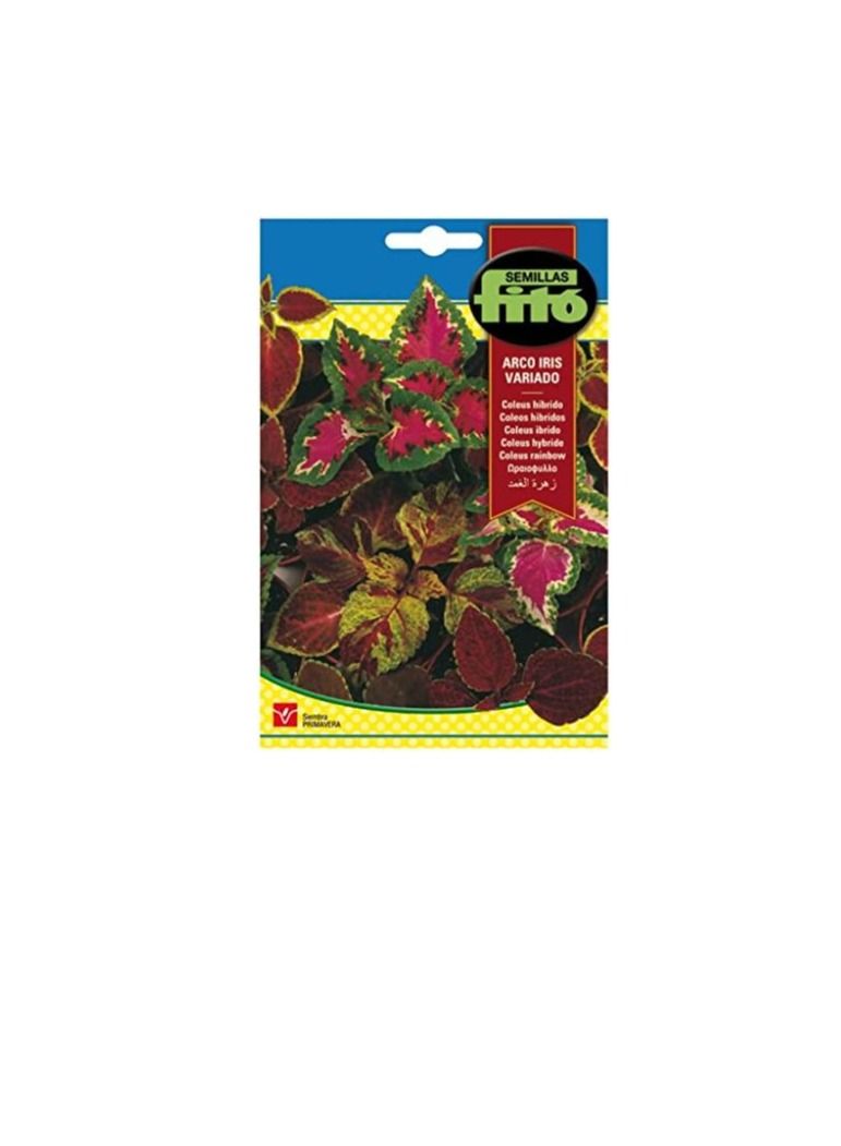 فيتو قوس قزح Fito Coleus - Image 1