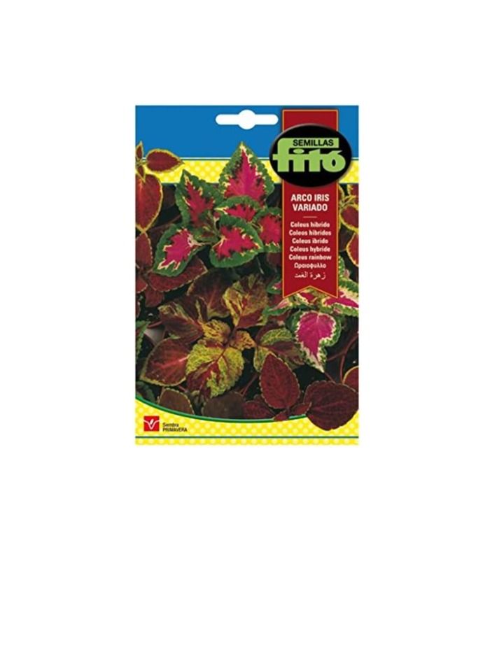 فيتو قوس قزح Fito Coleus - Image 2