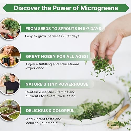Organo Republic Arugula Sprouting & Microgreens Seeds - Non-GMO, Heirloom Sprout Seeds Kit, 1lb Resealable Bag for & Growing Microgreens in Soil, Coconut Coir, Aerogarden & Hydroponic System. - Image 4
