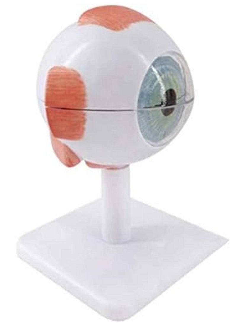 نموذج تشريحي لكرات العين البشرية، نموذج تشريحي طبي لبنية العين، أداة تعليمية للتدريب الطبي، أدوات تعلم الدراسة، تكبير 3 مرات - Image 1