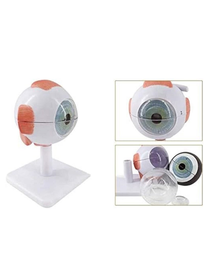 نموذج تشريحي لكرات العين البشرية، نموذج تشريحي طبي لبنية العين، أداة تعليمية للتدريب الطبي، أدوات تعلم الدراسة، تكبير 3 مرات - Image 2