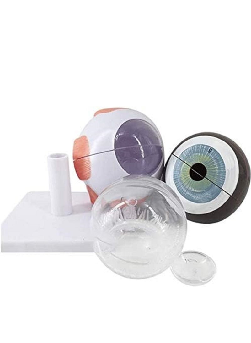 نموذج تشريحي لكرات العين البشرية، نموذج تشريحي طبي لبنية العين، أداة تعليمية للتدريب الطبي، أدوات تعلم الدراسة، تكبير 3 مرات - Image 3