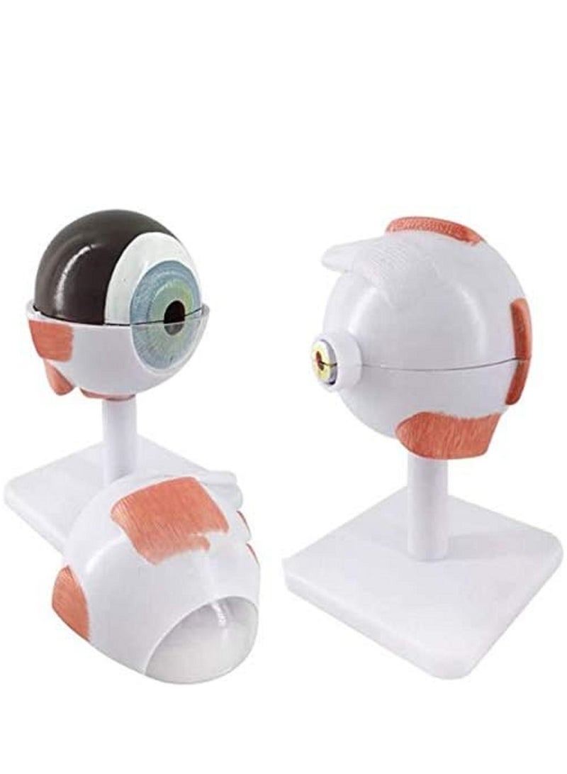 نموذج تشريحي لكرات العين البشرية، نموذج تشريحي طبي لبنية العين، أداة تعليمية للتدريب الطبي، أدوات تعلم الدراسة، تكبير 3 مرات - Image 4