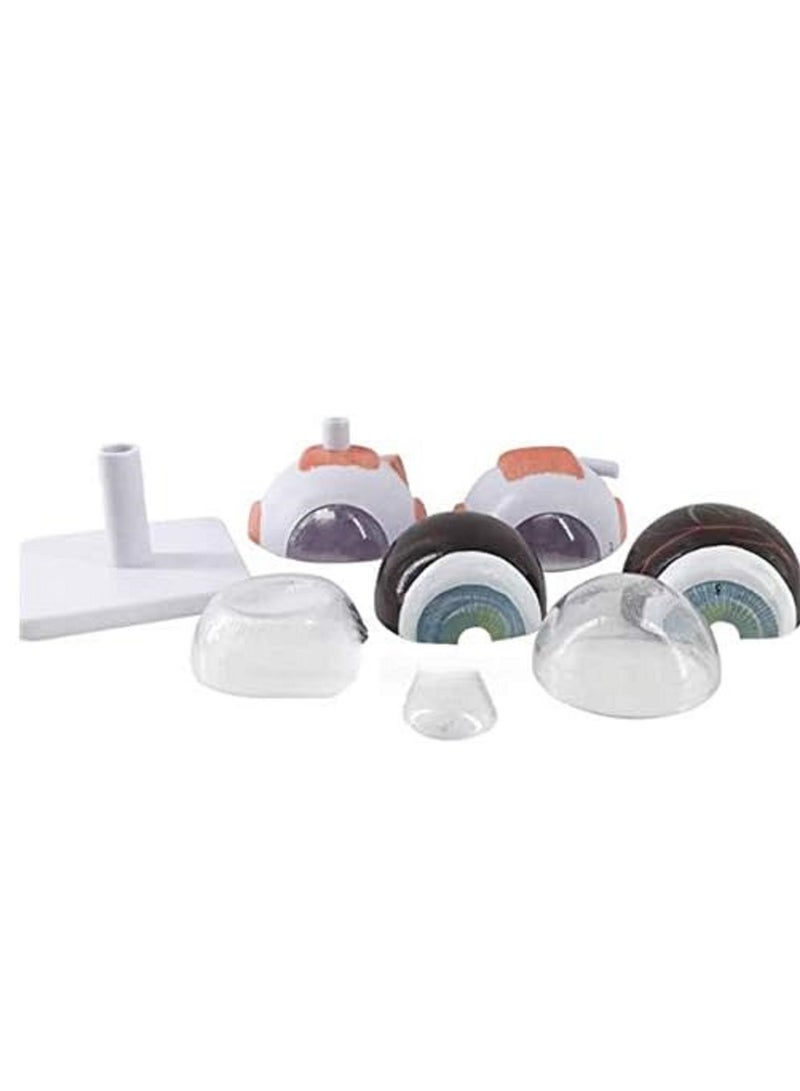 نموذج تشريحي لكرات العين البشرية، نموذج تشريحي طبي لبنية العين، أداة تعليمية للتدريب الطبي، أدوات تعلم الدراسة، تكبير 3 مرات - Image 5