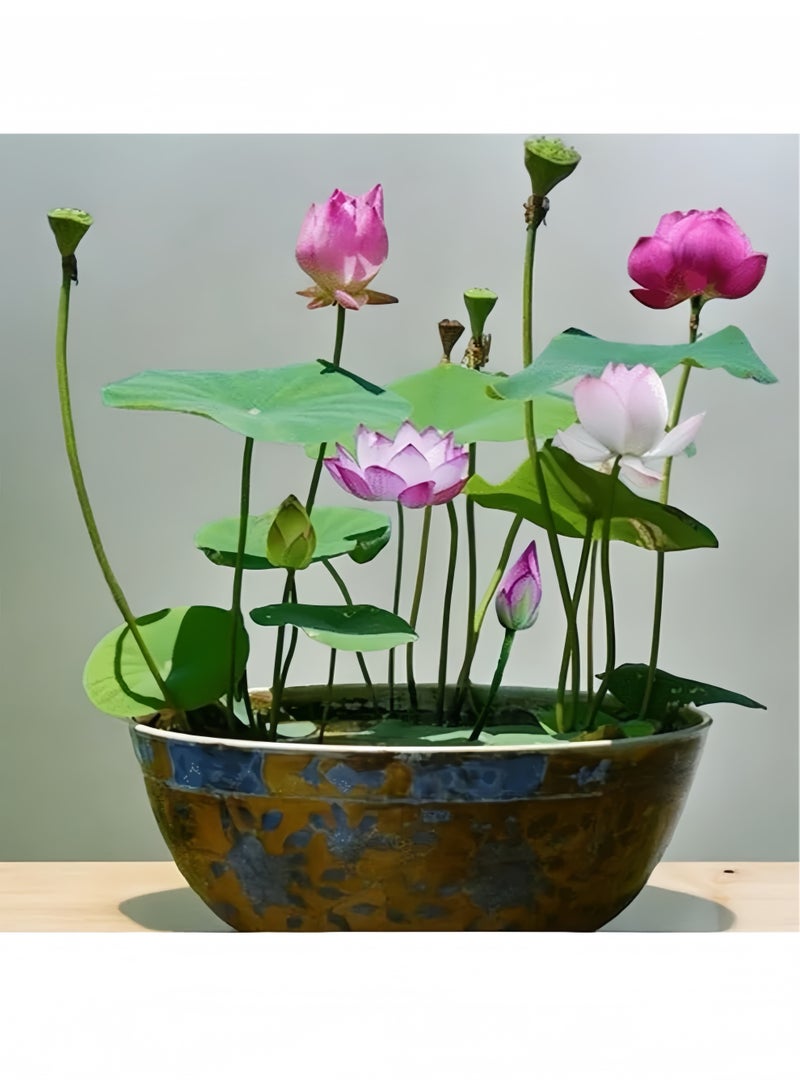 20 قطعة مختلطة بذور زهرة الزنابق المائية (الوردي الأحمر والأخضر) لزراعة النباتات المائية الجميلة