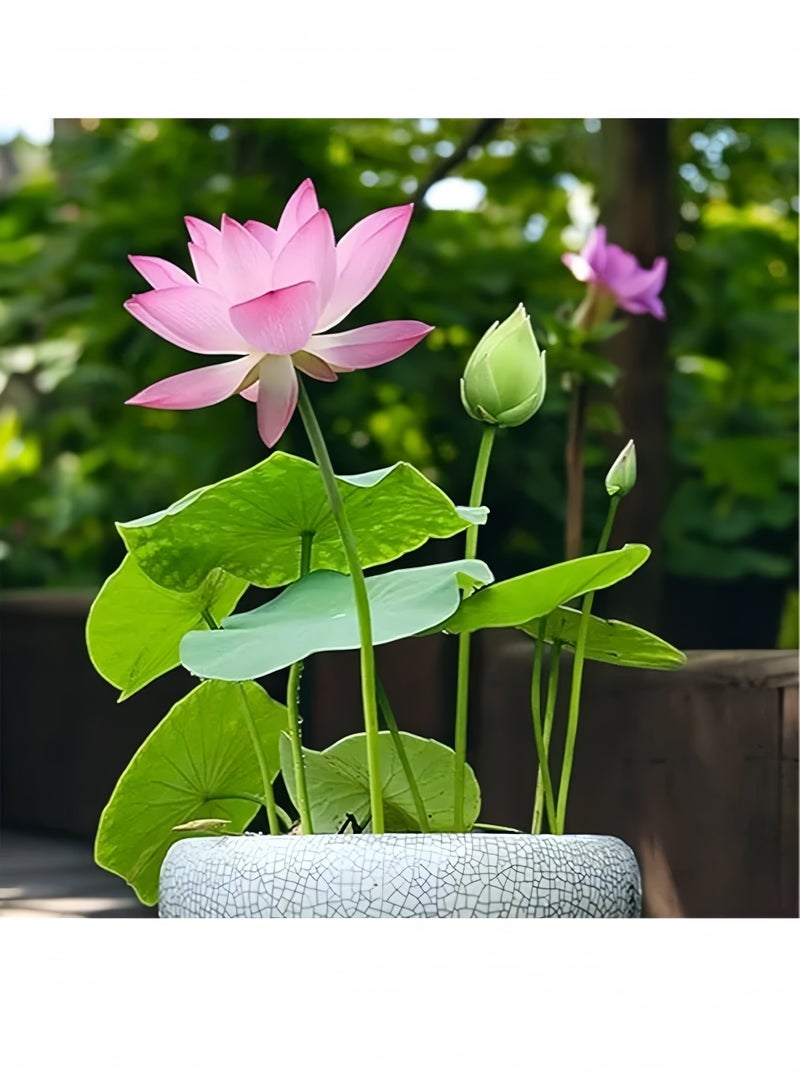 20 قطعة مختلطة بذور زهرة الزنابق المائية (الوردي الأحمر والأخضر) لزراعة النباتات المائية الجميلة