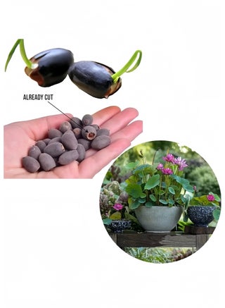 20 قطعة مختلطة بذور زهرة الزنابق المائية (الوردي الأحمر والأخضر) لزراعة النباتات المائية الجميلة - pzsku/ZA6EA8544188C3F86D43FZ/45/1749950301/e67f1d33-0a7c-4c9f-9a05-a9c658cbd357