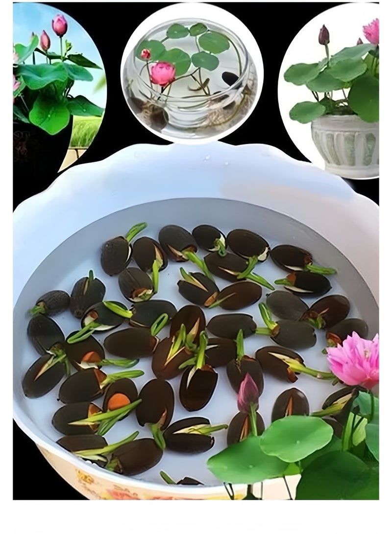 20 قطعة مختلطة بذور زهرة الزنابق المائية (الوردي الأحمر والأخضر) لزراعة النباتات المائية الجميلة