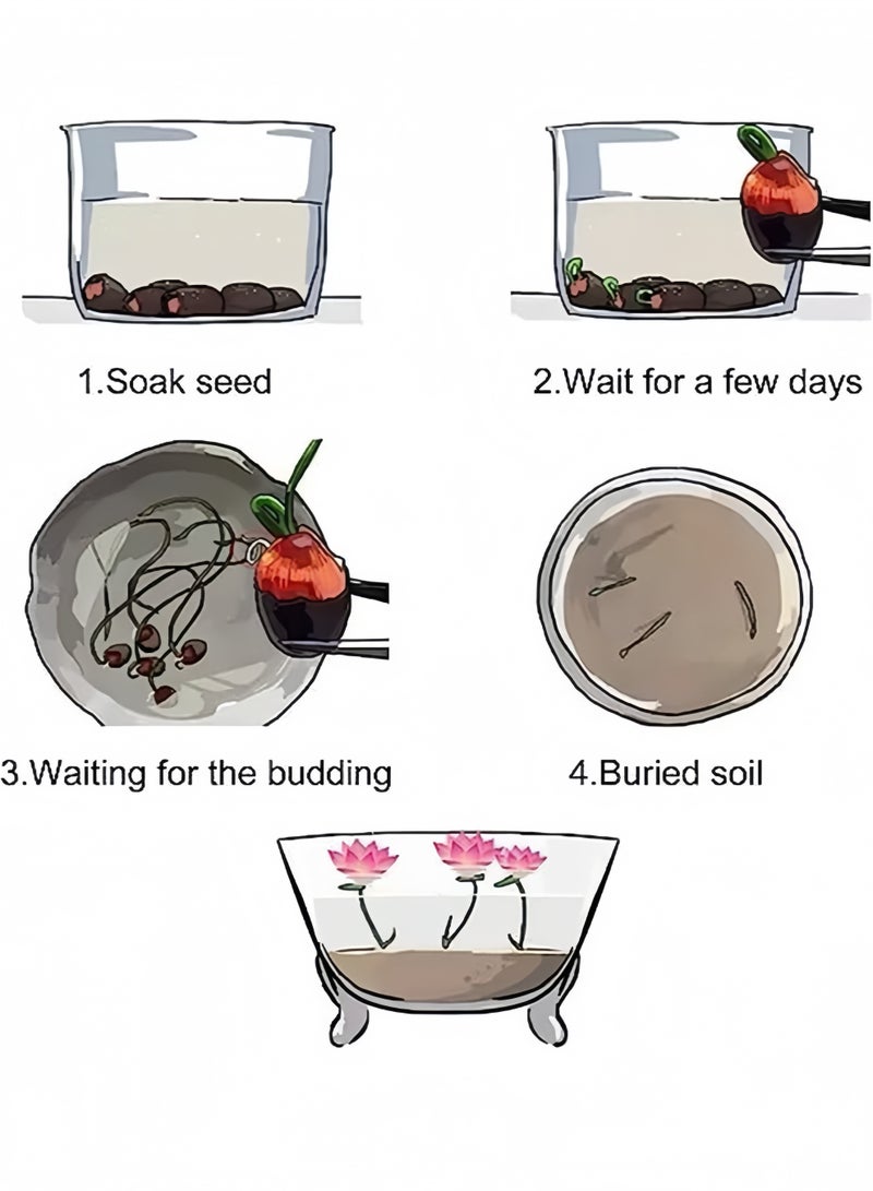 20 قطعة مختلطة بذور زهرة الزنابق المائية (الوردي الأحمر والأخضر) لزراعة النباتات المائية الجميلة