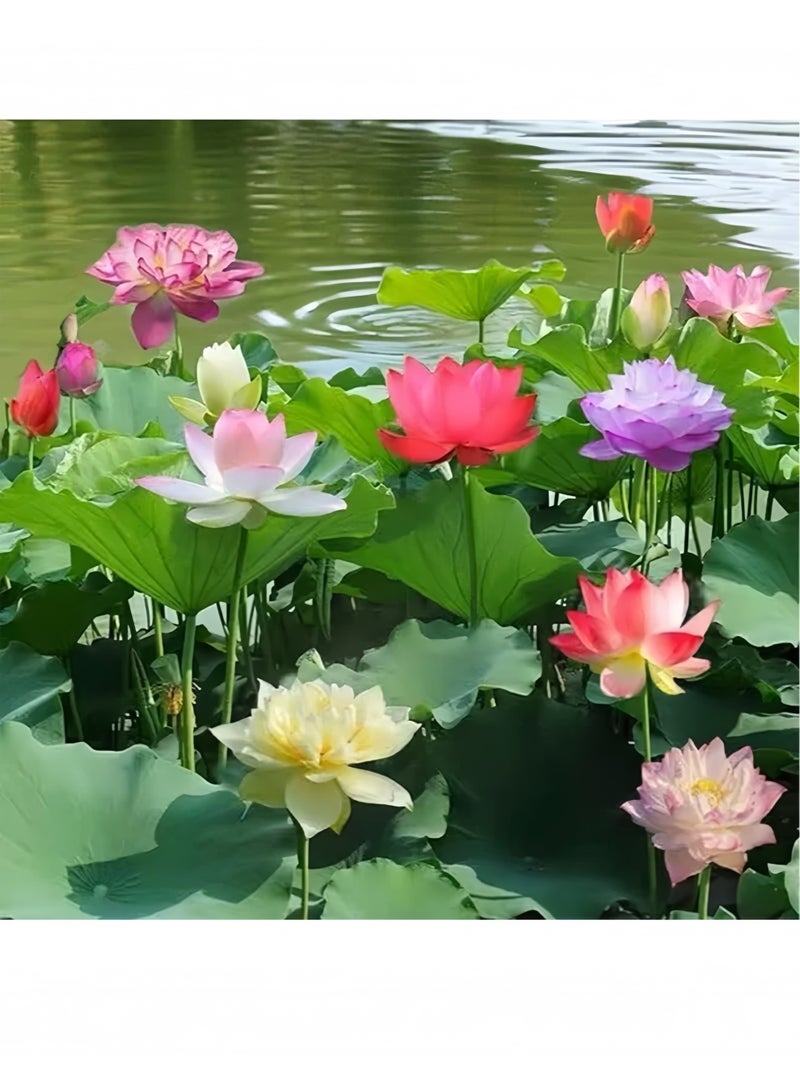 20 قطعة مختلطة بذور زهرة الزنابق المائية (الوردي الأحمر والأخضر) لزراعة النباتات المائية الجميلة