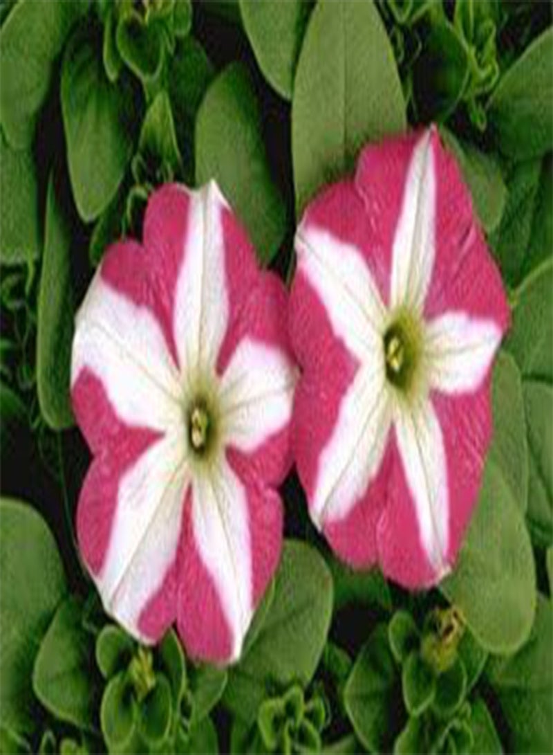 GGOOT Petunia-Single Ultra Red Star 100 Seeds