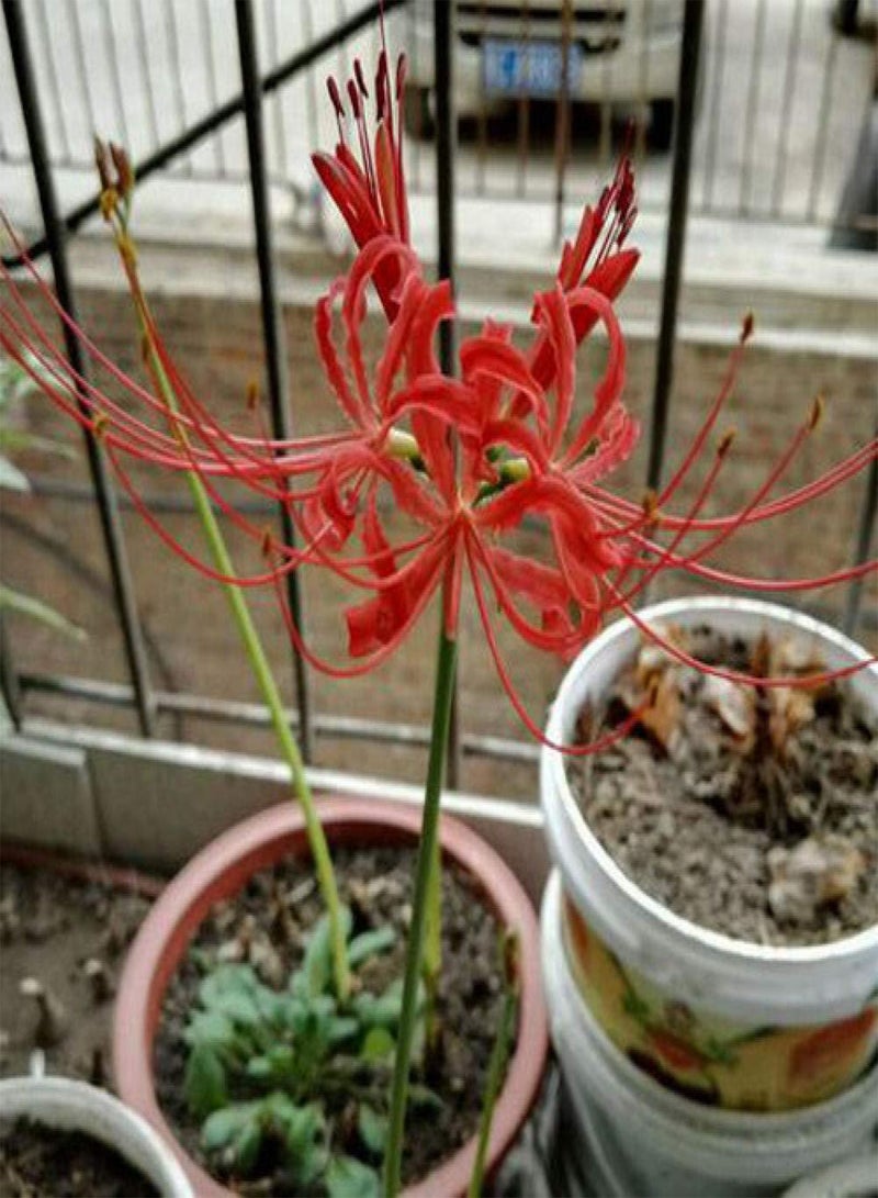 GGOOT Garden Flowers Seed Collection Grow,Other shore flower seeds-Fanmei,Ornamental Flowers Seeds - Image 4