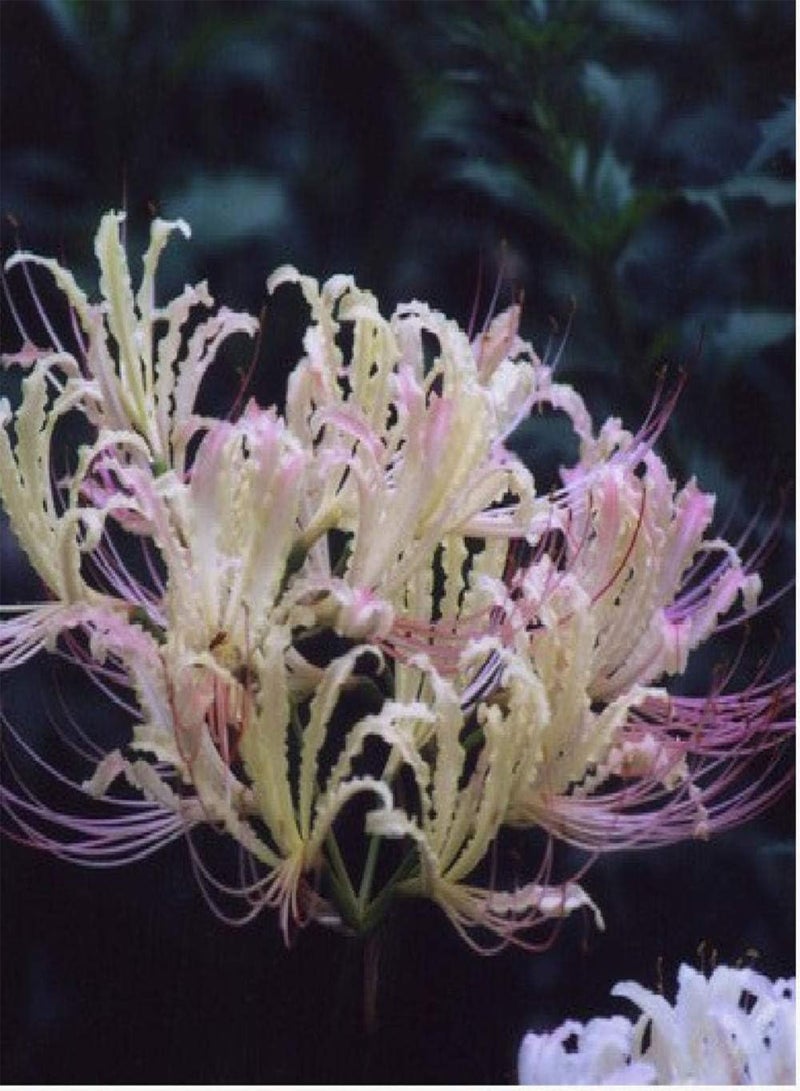 GGOOT Garden Flowers Seed Collection Grow,Other shore flower seeds-Fanmei,Ornamental Flowers Seeds - Image 1