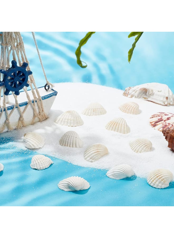 45~55pcs White Natural Conch Shell Beads Undrilled/No Hole Tiny Scallop Sea Shells Ocean Beach Seashells Craft Charms for Candle Making Home Decoration Party Wedding Decor  - Image 2