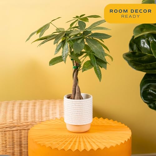 Costa Farms Money Tree Live Plant | 12-16 Inches Tall Bonsai | Easy to Grow Indoor Houseplant in Plant Pot | Home, Office, or Room Decor | Birthday, Housewarming Gift - Image 2